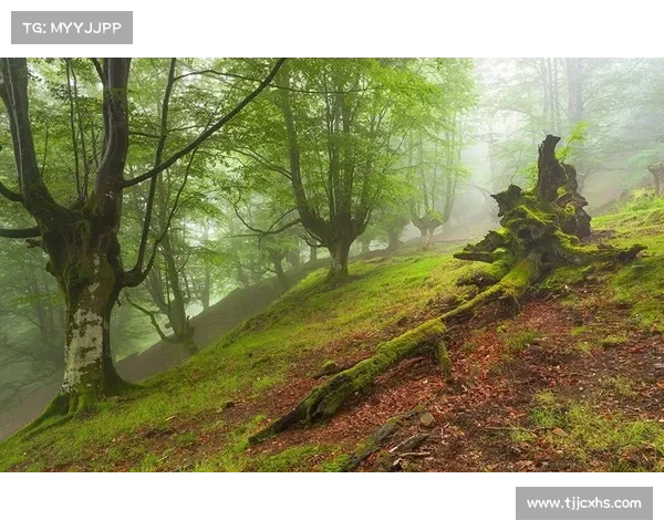 永歌森林五大自然奇观揭秘 探索大自然奇妙景观的独特魅力 永歌森林五大自然奇观揭秘 探索大自然奇妙景观的独特魅力